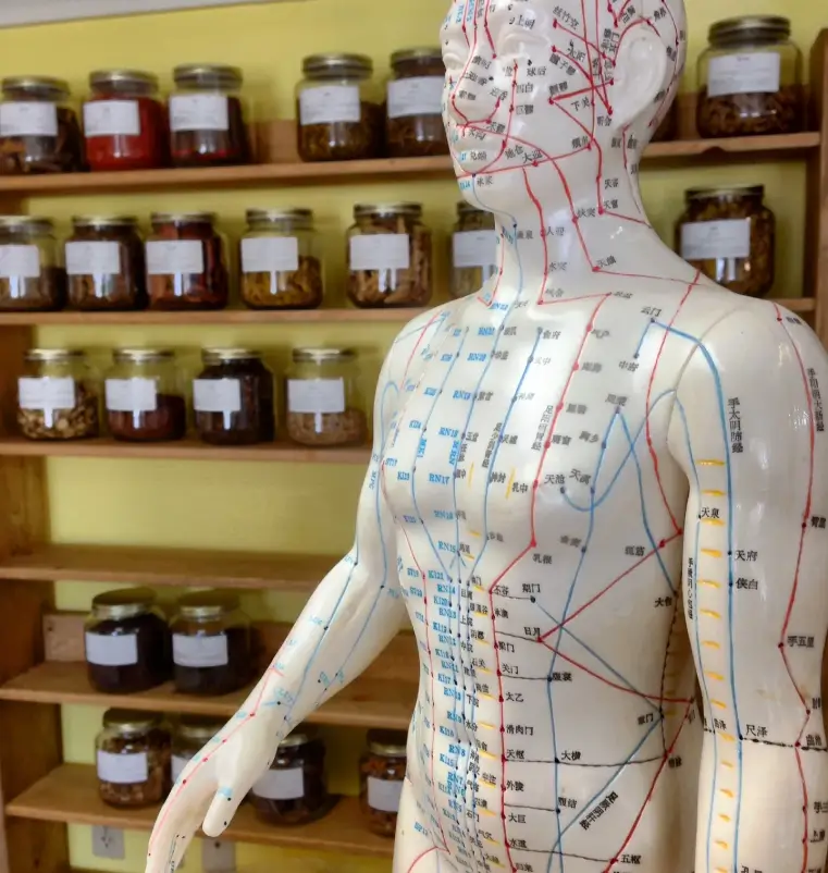What is Herbal Therapy What is Herbal Therapy