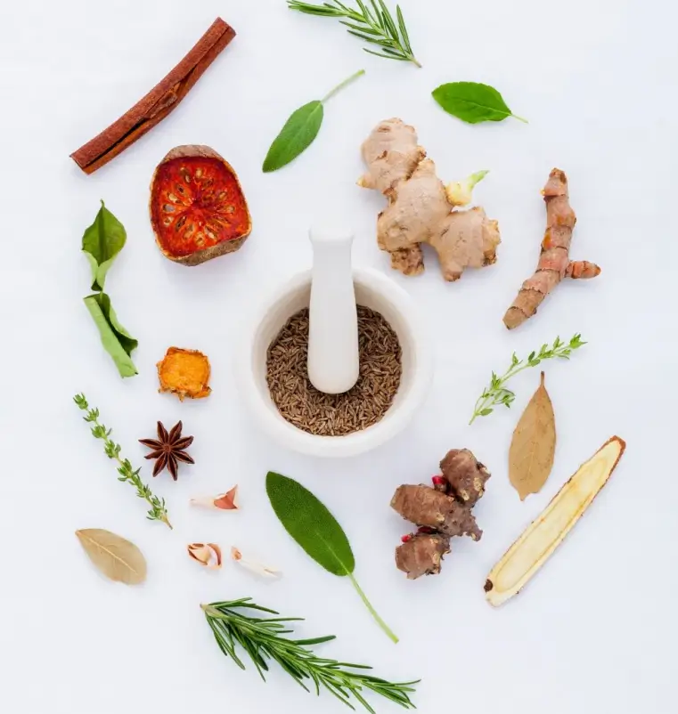What is an Herb What is an Herb